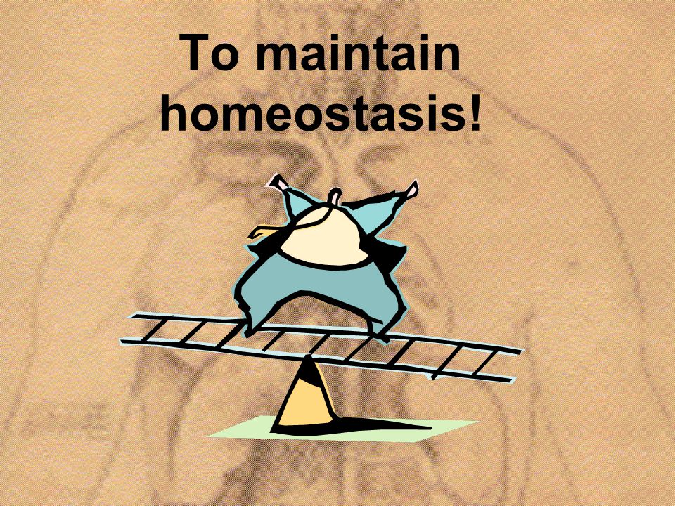 Why Is It Important for Organisms to Maintain Homeostasis?